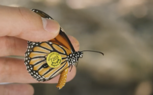 The Migration Mystery of Hong Kong’s Danaid Butterflies 
